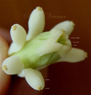  Stigma Open